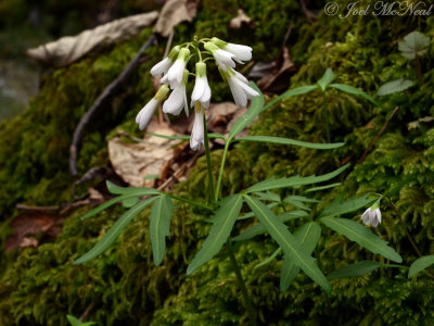 Cardamine concatenata: Cut-leaved Toothwort