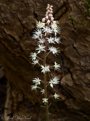Tiarella cordifolia: Foamflower