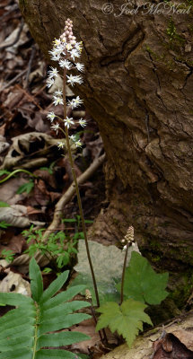 Tiarella cordifolia: Foamflower