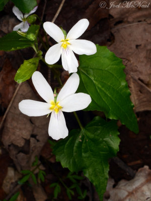 Viola canadensis: Canada Violet
