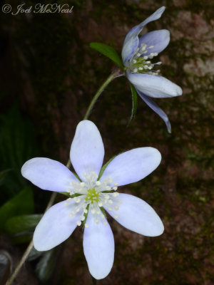 Hepatica acutiloba: Sharp-lobed Hepatica