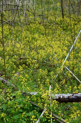 Corydalis flavula: Yellow Fumewort, State Botanical Garden of Georgia