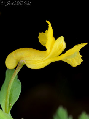 Corydalis flavula: Yellow Fumewort, State Botanical Garden of Georgia
