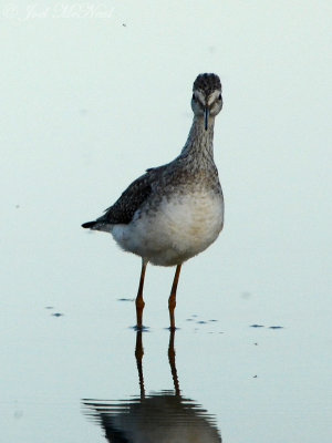 Lesser Yellowlegs