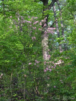 Piedmont Azalea: Rhododendron canescens