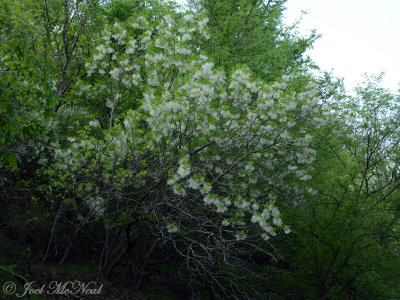 Fringetree: Chionanthus virginianus