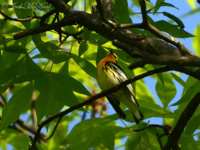 Blackburnian Warbler: Kennesaw Mountain, GA