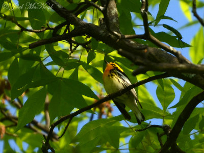 Blackburnian Warbler: Kennesaw Mountain, GA