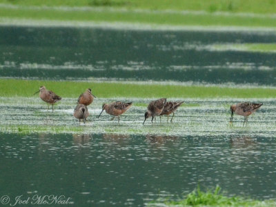 Long-billed Dowitchers: Bartow Co., GA