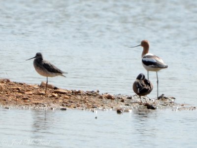 male American Avocet with G. Yellowlegs & B.W. Teal: Bartow Co., GA