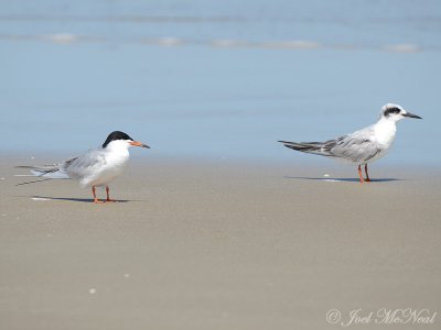 Forster's Tern plumage extremes: St. Catherine's Island- Liberty Co., GA