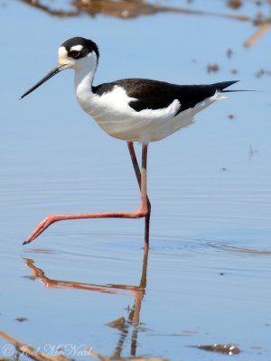 Black-necked Stilt: Altamaha Waterfowl Management Area- McIntosh Co., GA