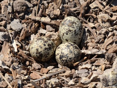 Killdeer nest: Altamaha Waterfowl Management Area- McIntosh Co., GA