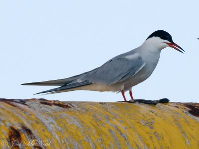 Common Tern: GA offshore waters