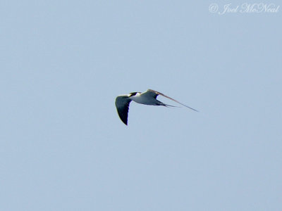 Sooty Tern: GA offshore waters