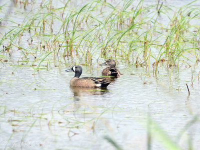 Blue-winged Teal: Anas discors, Altamaha Waterfowl Management Area