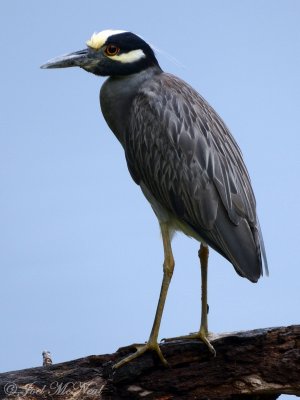 Yellow-crowned Night-Heron: Harris Neck NWR