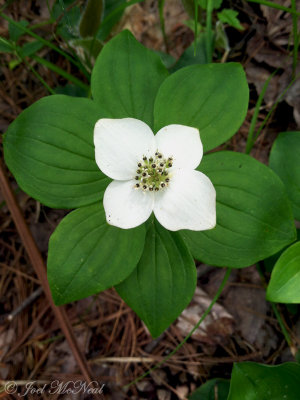 Bunchberry: Crawford Co., MI
