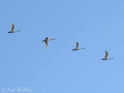 Trumpeter Swans: Crawford Co., MI