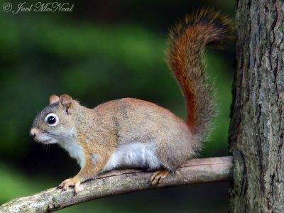 Red Squirrel: Crawford Co., MI