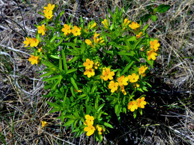 Plains Puccoon: Lithospermum caroliniense- Crawford Co., MI