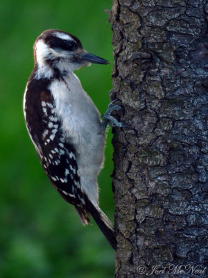 Hairy Woodpecker