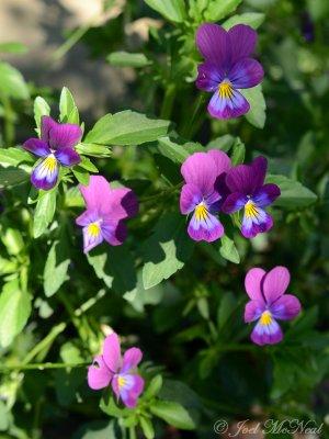 Johnny Jump-ups: Viola tricolor