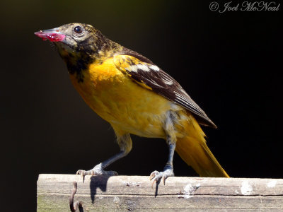 female Baltimore Oriole carrying grape jelly to young: Elyria, OH