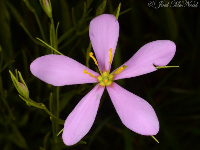 Slender Marsh-pink: Sabatia campanulata