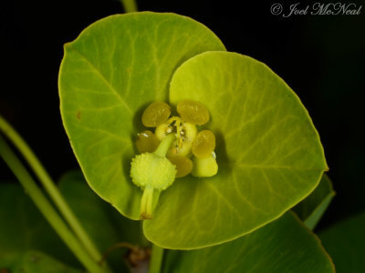 Glade Spurge: <i>Euphorbia purpurea</i>