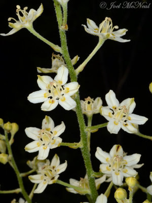 Virginia Bunchflower: Melanthium virginicum