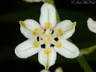 Virginia Bunchflower: Melanthium virginicum