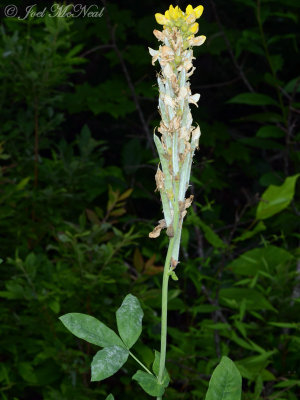 Blue Ridge Golden-banner: Thermopsis villosa