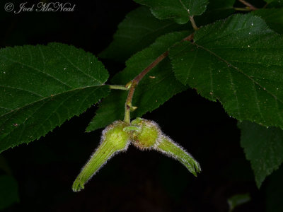 Beaked Hazelnut: Corylus cornuta