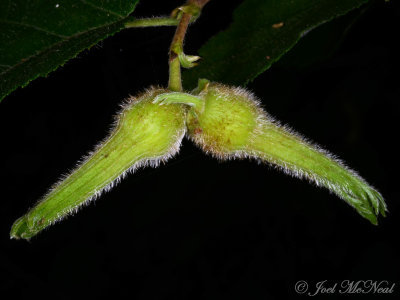 Beaked Hazelnut: Corylus cornuta
