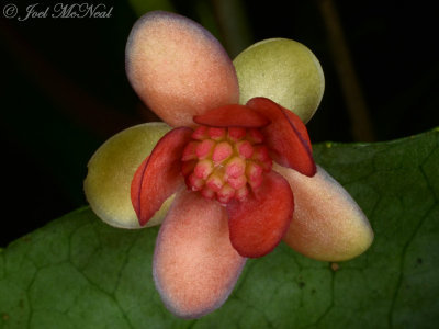 Bay Starvine: <i>Schisandra glabra</i>, female flower