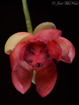 Bay Starvine: Schisandra glabra, male flower