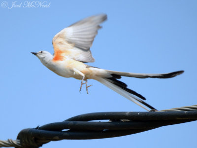 Bartow County Scissor-tailed Flycatchers
