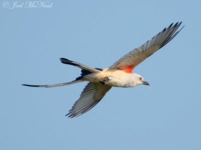 Scissor-tailed Flycatcher: Bartow Co., GA
