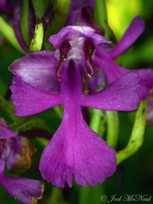 Purple Fringeless Orchid: Platanthera peramoena
