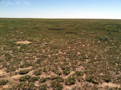 Mountain Plover habitat: Pawnee National Grassland, Weld Co., CO
