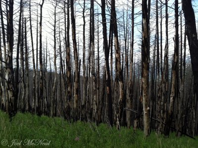 Burned conifer forest: Glacier National Park, MT