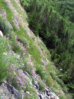 Penstemon and Castilleja coating a rocky slope: View from Logan Pass: Glacier National Park, MT