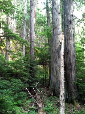 Western Redcedar (Thuja plicata) forest: Glacier National Park, MT