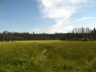 Roadside meadow: Glacier National Park, MT
