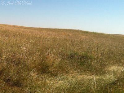 Bowdoin NWR grassland: Phillips Co., ND
