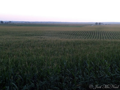 So much corn; near Hamburg, Iowa