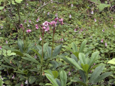 Pipsissewa (Chimaphila umbellata) and Twinflower (Linnaea borealis)- Glacier National Park; Flathead Co., MT