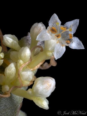 Cusp Dodder: Cuscuta cuspidata- Valentine NWR; Cherry Co., NE