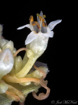 Cusp Dodder: Cuscuta cuspidata- Valentine NWR; Cherry Co., NE